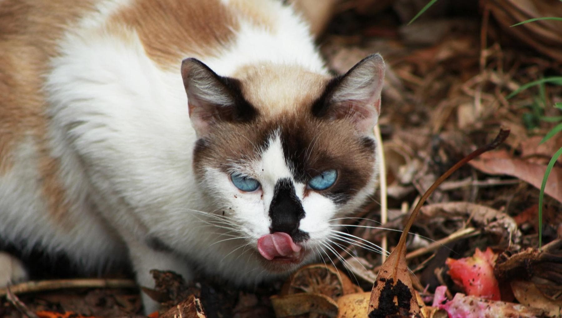 Aviaria I Gatti Sono Le Nuove Vittime Silenziose Tutti I Rischi Del