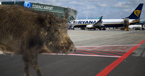 Cinghiale In Pista A Caselle Ryanair Scappa A Malpensa Gndp