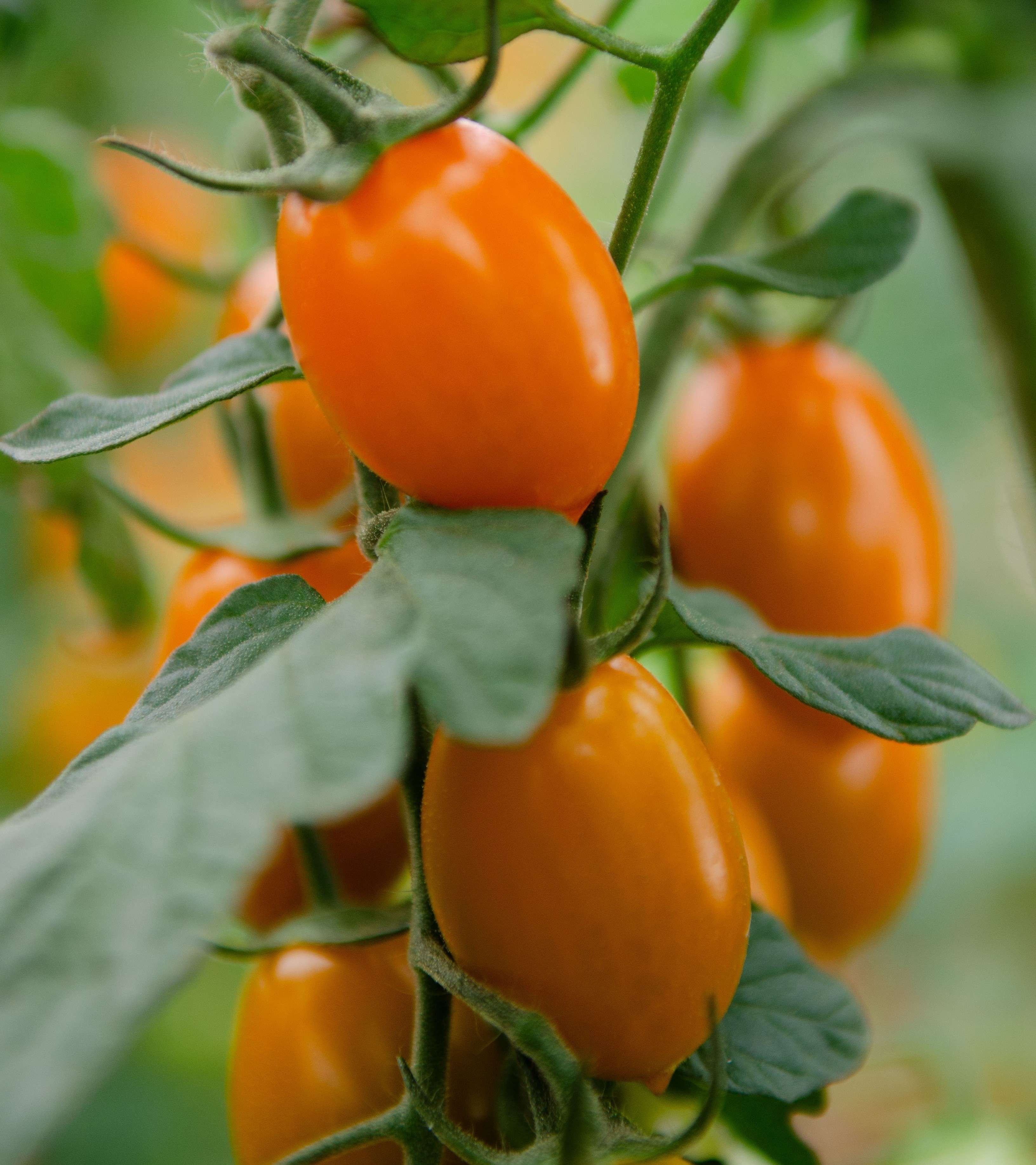 Nuova sfida sul mercato per Finagricola: dopo il pomodorino giallo, arriva il pomodoro arancione, dedicato ai consumatori