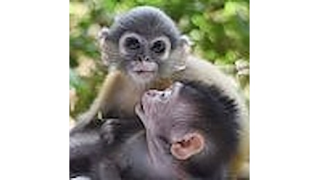 Thailandia, le scimmiette orfane inseparabili: private dai bracconieri delle mamme