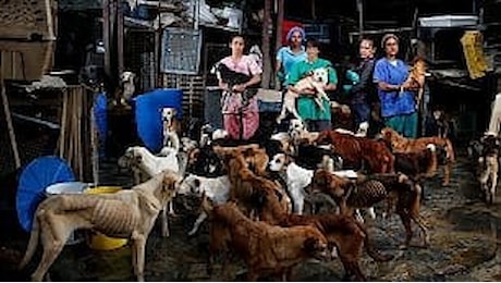 Venezuela, la crisi economica negli occhi dei cani abbandonati