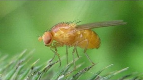 Un insetto da Jurassic Park: Drosophila modificata con geni antichissimi