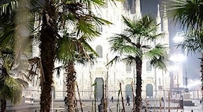 Milano, dopo le palme arrivano i banani: l'aiuola di piazza Duomo prende forma