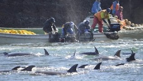 I pescatori delle Eolie in sciopero contro i delfini: O loro o noi
