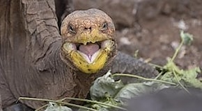 Diego, la tartaruga delle Galapagos che ha salvato la specie grazie alla sua libido