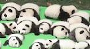 Cina: a Chengdu una super-cucciolata di panda