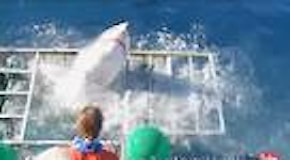 Enorme squalo bianco spacca la gabbia: il sub riesce a salvarsi