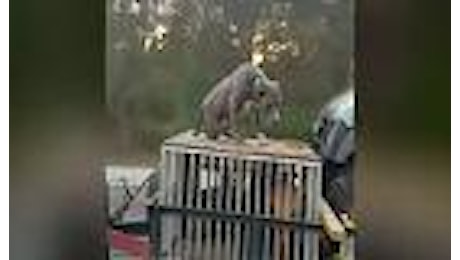 Florida, trasportano un cane sul tetto di una gabbia: denunciati
