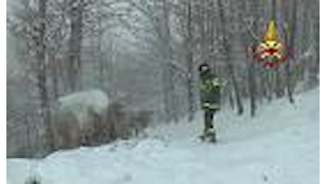 Maltempo nelle Marche, mucche intrappolate nella neve: i Vigili del Fuoco gli portano il cibo