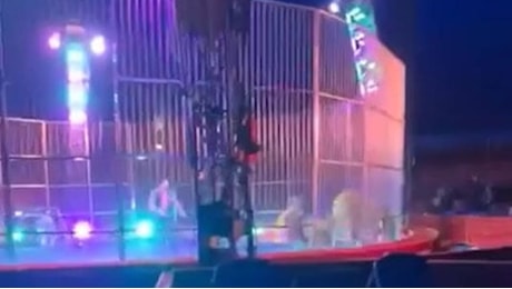 Paura al circo, leoni tentano di abbattere la recinzione (video)