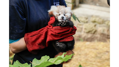 Una cucciola di panda rosso dello zoo di Edimburgo è morta di paura a causa dei fuochi d'artificio