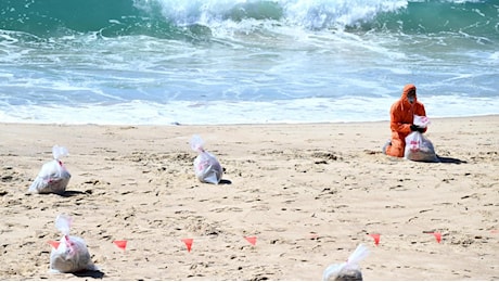 Palle di catrame si riversano su spiagge di Sydney