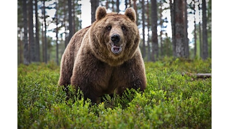 Orso aggredisce fungaiolo nel Bleggio