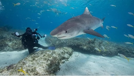 Egitto, a uccidere Di Gioia è stato uno squalo tigre di 2.5 metri. “Attirato dalle barche da pesca”