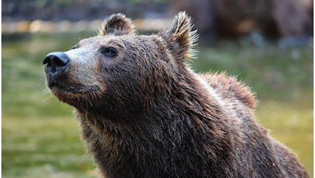 Uomo aggredito da un orso a Bleggio Superiore, in Trentino: ferito alla schiena e alle braccia