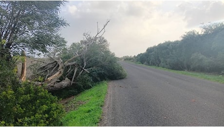 Albero spezzato dal vento invade parte della strada provinciale che porta al mare