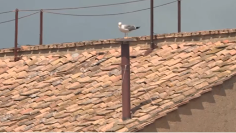 Conclave, fisso sul comignolo: anche un gabbiano attende la fumata