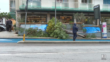 Cronaca meteo diretta - Allerta maltempo in Sicilia: cade un albero nel centro di Siracusa - Video