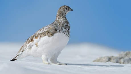 Il Tar sospende la caccia in Piemonte dopo il ricorso degli animalisti: “Troppe specie a rischio”