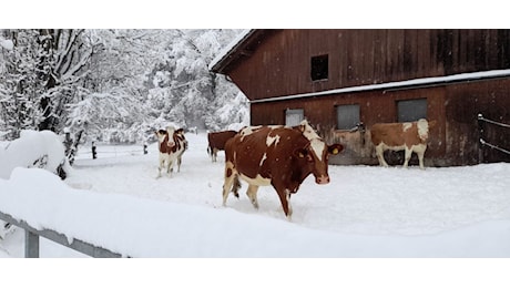 FREDDO e NEVE ancora alla riscossa dopo Capodanno: ecco cosa c’è di vero