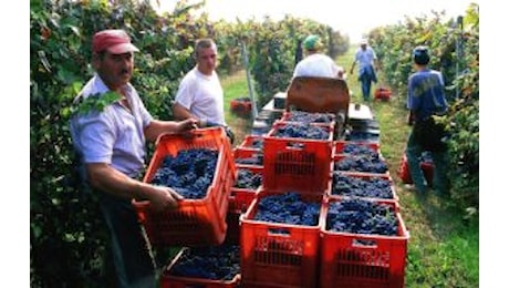 Locatelli: “Agricoltura fattore di sviluppo territori, servono politiche con i Comuni protagonisti”