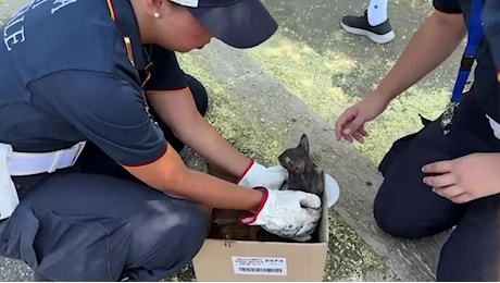 Incendio Monte Mario, la polizia municipale salva un gattino dalle fiamme