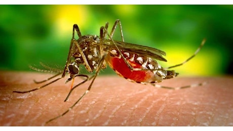 Nell’ultima settimana in Italia ci sono stati 51 nuovi casi di virus West Nile