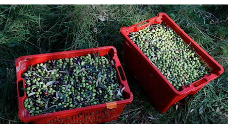 Pronto il modello per gli investimenti Zes unica agricola