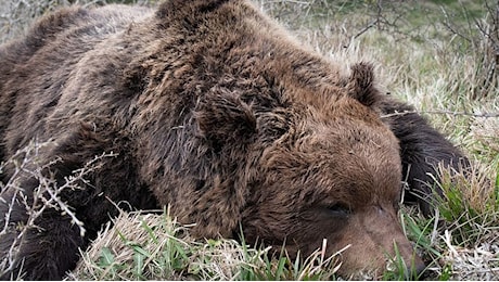 Orso ritrovato morto nel parco regionale Sirente Velino, i primi accertamenti [FOTO]