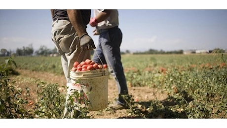 Lavoro nei campi pericoloso per il caldo: “Stop nelle ore più calde”, soddisfazione della CIA Abruzzo per l’ordinanza di Marsilio