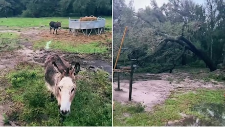 La fattoria dopo il passaggio dell'uragano Milton: tanti danni, ma gli animali sono salvi