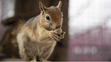 Come lo scoiattolo Peanut è diventato l'ultimo protagonista delle Elezioni Usa 2024