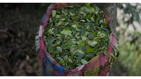 In Colombia la produzione di cocaina è aumentata del 53%