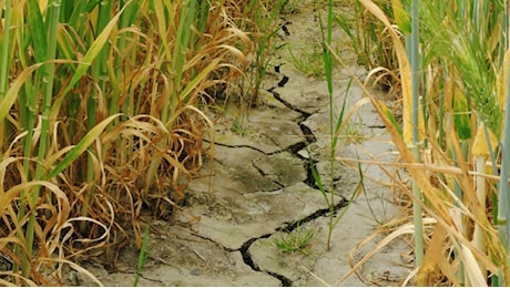 Aceto (Coldiretti): «Calabria senza acqua, problema sottovalutato»