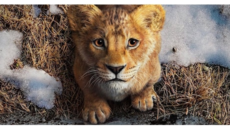 Mufasa: Il Re Leone – chi sono i doppiatori italiani? Guida al cast del live action Disney