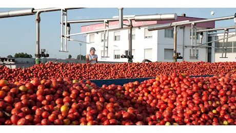 Pomodori coltivati sotto i pannelli fotovoltaici: la scommessa di Casalasco Spa