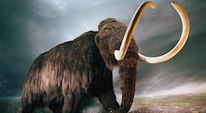 Ricostruito il genoma di un mammut lanoso vissuto 52mila anni fa