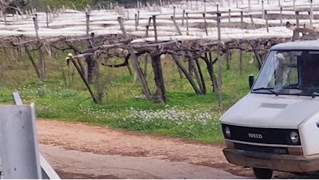 Conversano, incidente sul lavoro: travolto dal suo automezzo muore a 59 anni Alessandro Losacco, operaio agricolo