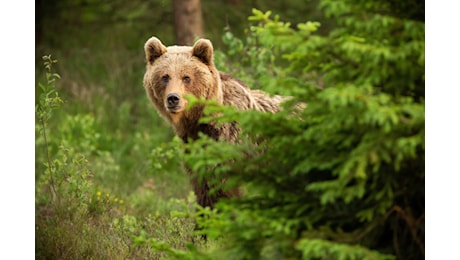 Orso M91 abbattuto in Trentino, gli animalisti denunciano il presidente Fugatti