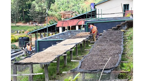 Crisi climatica, nuove regole Ue. E il caffè è sempre più amaro