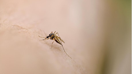 Malaria, cosa la scatena e come riconoscerla