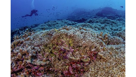 Nel Pacifico c’è il corallo più grande del mondo: è in acque più profonde (e forse per questo sta bene)