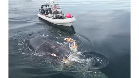 Canada, megattera impigliata tra le reti viene liberata in mare. VIDEO