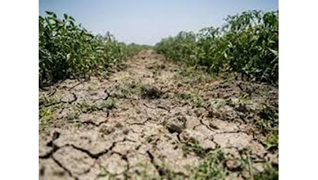 Puglia, emergenza siccità: raccolti dimezzati