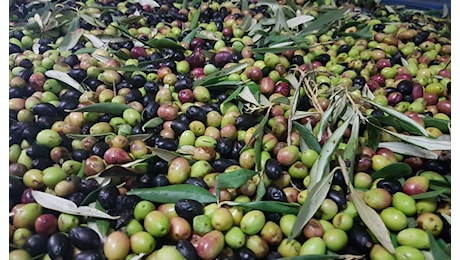 Lamezia, difficoltà in campagna olearia: 'Danni da siccità e maltempo impattano sulla produzione'