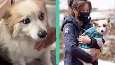 Il cane Pudding aspettava la sua famiglia dopo l'incidente aereo in Corea: ora è nelle mani sicure dei volontari