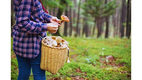 Se ti piacciono i funghi, qui puoi trovare i migliori: ecco dove andare, anche nella tua regione