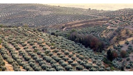 La resistenza allo stress idrico delle varietà di olivo mondiali