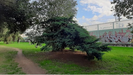 A San Salvi la magia degli alberi che ricordano Marcello Mastroianni