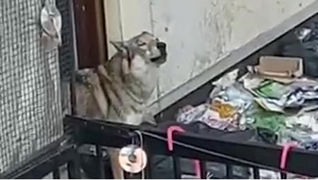 Torino, l'ululato disperato del cane Lupo Cecoslovacco che vive in mezzo ai rifiuti su una terrazza